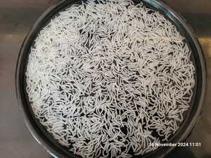 Chất Lượng Đảm Bảo Tùy Chỉnh <span class=keywords><strong>Basmati</strong></span> Gạo Cho Kheer Từ Ấn Độ Nhà Sản Xuất <span class=keywords><strong>Basmati</strong></span> Gạo Cho Kheer - Product Image 6