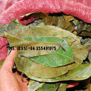 Hojas de Guanábana orgánicas al por mayor-Extracto de hoja de Graviola de alta calidad/Sra. Jessi - Product Image 1