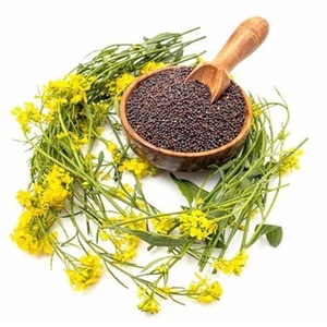 Graines de canola de qualité supérieure à vendre à des prix compétitifs - Product Image 3