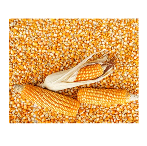 Vende granos de maíz amarillo para alimentación animal/maíz de alimentación animal - Product Image 6