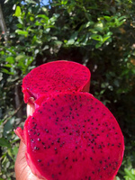 Vietnamese Dragon Fruit Smart Markets - 100% pure verse producten, 60 dagen houdbaarheid TECHMIFOOD Binh Thuan Vietnam Singapore Maleisië