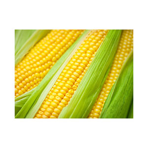 Maïs jaune glutineux de première qualité, origine Brésil, pour l'alimentation animale et avicole, durée de conservation de 2 ans, vente en gros - Product Image 2