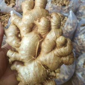 El jengibre fresco más vendido/Gingembre/ Ingwer-Jengibre amarillo estándar de exportación al por mayor (WA: + 84362512699) - Product Image 4