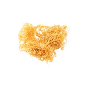 สาหร่ายธรรมชาติที่มีสีเหลืองสะดุดตา Eucheuma cottonii ผลิตในเวียดนาม/ฮานะ - Product Image 2