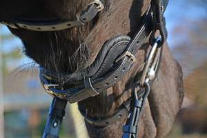 Cabestro Anatómico FREEDOM con Diseño Recortado, Convertible en Cabestro de Equitación - Product Image 6