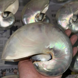 Coquillage Décoratif Océan Coquillages Vietnam Fabriqué Pour Table Affichage Aquarium Et Chambre Décor Coquillage Artistique Marine Artisanat - Product Image 1