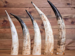 Corne à boire viking avec symbole Val Knut Idéal pour les festivals et la décoration Capacité de 250 à 500 ml Longueur de 28 à 35 cm Qualité artisanale - Product Image 3