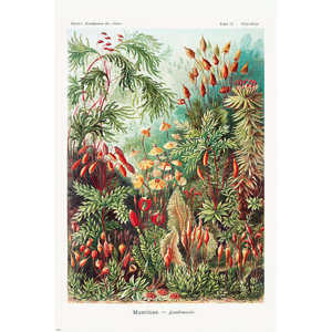 Formas artísticas en la naturaleza de Ernst Haeckel, placa 72, póster de musgo para decoración de pared - Product Image 1
