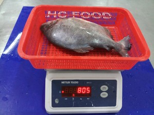 ปลาดุกปอมปาโน่สีดำและสีแดงตัวเลือกในหมวดหมู่ปลาเพื่อขาย - Product Image 5