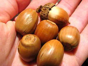 Bollos de Roble Secos de Alta Calidad, con Sabor Salado, a Granel, Cosecha Fresca para Exportación, para Distribuidores Mayoristas en Todo el Mundo - Product Image 5