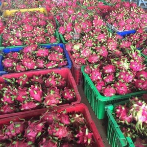 Proveedor de fruta de dragón orgánica confiable al mejor precio por su alto valor nutricional y excelente calidad 99 Gold Data Export Ready - Product Image 5