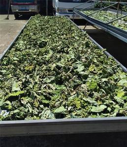 Hojas de Taro Secas y Picadas 4oz/100g, Estándar de Exportación, Hojas de Vegetales al Mejor Precio desde Vietnam ANGLE - Product Image 1