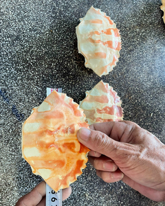 Source de calcium 100% naturelle à base de coquilles de crabe pour l'alimentation animale - Product Image 1