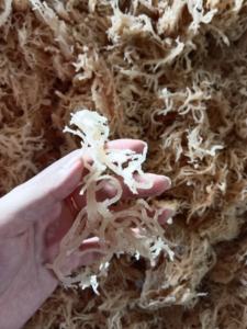 COTTONII SEAWEED - DRY SEAWEED EXPORT FROM EXPAD VIETNAMES SEAWEED WITH HIGH QUALITY and COMPETITIVE PRICE - Product Image 5