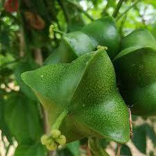 Aceite de extracto de semilla de Sacha Inchi, suplemento líquido a base de hierbas prensado en frío, botella cultivada salvaje pura, tambor de albañil, pedido mínimo de - Product Image 3