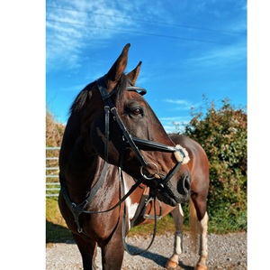 Bridon en cuir SidePull pour cheval - Taille et logo personnalisés, cuir véritable de haute qualité, le MEILLEUR - Product Image 1