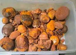 Cálculos biliares naturales de vaca y buey de grado premium con certificación veterinaria para uso en la industria médica Proteína de fuente de ganado - Product Image 6