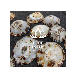 HOT DEAL PRODUIT DE BLEU LOTUS LIMPET SHELL POUR L'ALLAITEMENT MS.CHERISH CONFORTABLE POUR LA FEMME ENCEINTE - Product Image 1