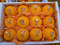 [Bbungja Jeju Gyul Farm] Premium Koreaanse Cheonhyehyang Zoete Geurige Jeju Citrusvruchten Verse Mandarijn Uit Korea