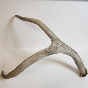 Red Deer Antlers Natural <b>Animal</b> <b>Extract</b> Product - Product Image 2
