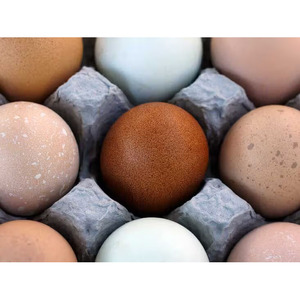 ไข่ไก่ออร์แกนิกสดสำหรับใช้ในฟาร์ม - Product Image 3