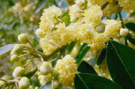 Cubeba สารสกัดจากสมุนไพร Litsea Cubeba บริสุทธิ์และเป็นธรรมชาติ100% ผลิตจากโรงงาน - Product Image 3