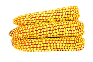 Fresh Yellow Maize <b>Grain</b> for Human Consumption & Animal Feed - Product Image 3