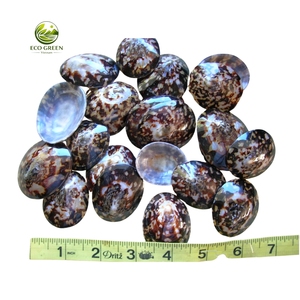 Coquillages de limpets naturels polis, écologiques, ovales, thème féerique pour la décoration intérieure et les objets de collection d'art - Product Image 6