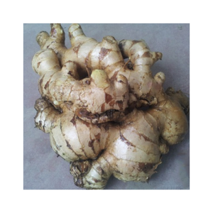 Jengibre fresco seleccionado y limpiado con alta humedad y aroma empaquetado para exportación supermercados y venta al por mayor de verduras - Product Image 1