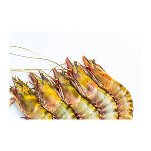 Camarones Tigre Negros Congelados de Alta Calidad con Proceso BQF para Venta al por Mayor y Manejo en Frío Confiable - Product Image 1