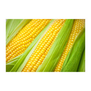 Nueva cosecha de maíz amarillo a granel brasileño, maíz amarillo seco para alimentación de aves de corral de animales humanos, Grado A para consumo - Product Image 2