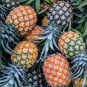 สับปะรดทอง MD2 คุณภาพสูง 100% ธรรมชาติ สับปะรดสด ราคาขายส่ง สับปะรดสดสำหรับส่งออก - Product Image 6