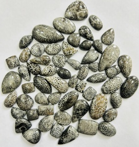 100% Natuurlijke Zwarte Fossiele Koraal Cabochon Gemengd Diverse Bruine Aragoniet Edelsteen Lot Voor Sieraden Maken Losse Edelstenen - Product Image 1