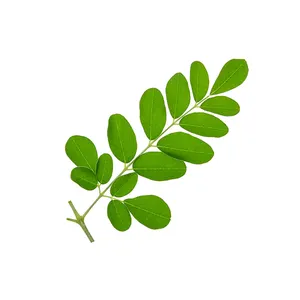 Best Selling Ayurvedic Plant Natural Moringa Fresh Leaves From India