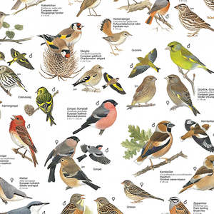 <b>Laminated</b> Birds From Gardens and Parks of Europe Poster Durable Paper for Wall Decor - Product Image 2