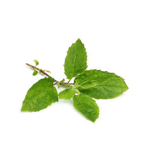 Herbojit International Superior Quality Tulsi Leaf <b>Extract</b> Pure Natural Herbal Ingredient India Available Bulk Vacuum Extraction - Product Image 2