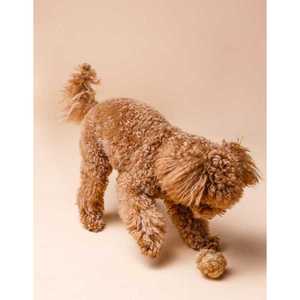 ลูกบอลใยมะพร้าว/ของเล่นรูปมะพร้าวสำหรับสุนัขจากเวียดนามมี3ขนาดพร้อมราคาไม่แพง - Product Image 5