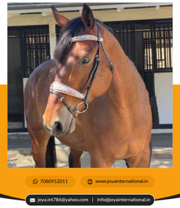 The Dolce Limited Edition Snaffle Bridle Custom Bridle Best <b>Dressage</b> Bridles at Wholesale Price Folding - Product Image 6