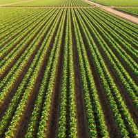 Ruban goutte-à-goutte plat de 16 mm à économie d'eau de précision, uniformité à 95 %, ligne d'irrigation goutte-à-goutte compensatrice de pression pour une culture efficace