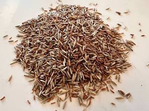 Granos de Centeno Orgánicos Enteros, Secos, Naturales, Certificados por APEDA, 100% Limpios, para Harina Nutritiva, Pan Roti, Comidas Saludables, en Venta - Product Image 1