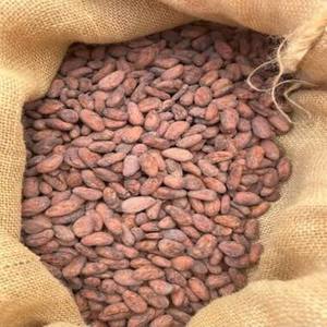 2184 Premium Quality <b>Sweet</b> Water Roasted Cocoa Beans Bulk Wholesale Dried for Chocolate Production For Sale - Product Image 1