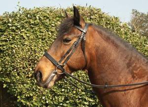 Cheval Superbe Bride En Cuir Cristal Noir Verni Flash Noseband inc Rênes - Product Image 3