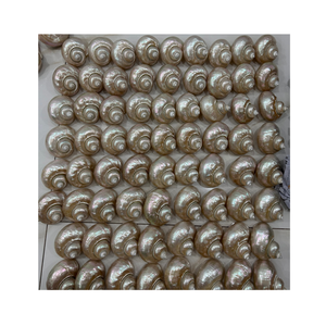 Concha verde y concha blanca disponibles del exportador de Vietnam 99 DATOS DE oro para la decoración de la caja de regalo - Product Image 3