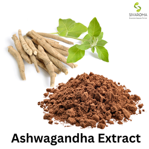 สารสกัดจาก Ashwagandha แบบแห้งคุณภาพพรีเมี่ยมที่ขายดีที่สุดในคุณภาพบริสุทธิ์และเป็นธรรมชาติในปริมาณที่มากสำหรับผู้ซื้อจำนวนมากเท่านั้น - Product Image 5