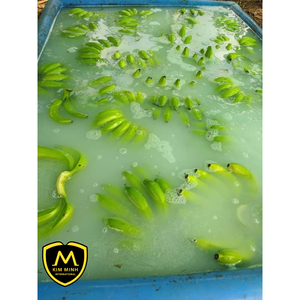 High Quality <b>Fresh</b> Cavendish Bananas Tropical <b>Fresh</b> <b>Fruits</b> HP 0084 917 476 477 on Sale - Product Image 3