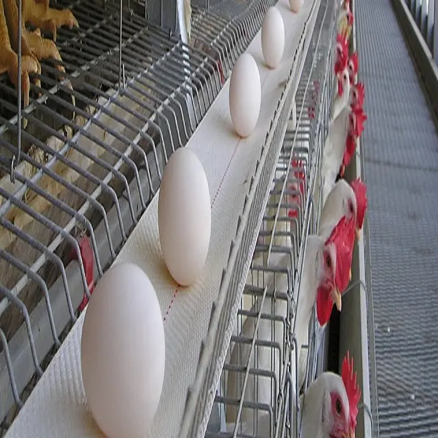 direkt ab werk 100 mm geflügeleierförderband für eiersammlung in hühner-schicht-hühnereien
