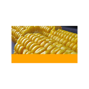 Maíz amarillo no OGM más vendido/Maíz amarillo y maíz blanco/Maíz amarillo secado al aire a la venta MAÍZ AMARILLO DE CALIDAD PREMIUM - Product Image 1