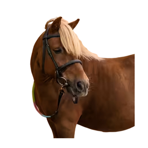 Un fournisseur indien propose des rênes d'entraînement de chevaux robustes à bas prix, réglables en coton pour la marche - Product Image 4