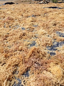 สาหร่ายมอสทะเลแห้งสีม่วง พรีเมียม ไอริช ซีมอส ยูเชมา คอตตันนี สาหร่ายทะเลแห้ง สำหรับส่งออกจำนวนมาก ให้กับผู้นำเข้าทั่วโลก - Product Image 4