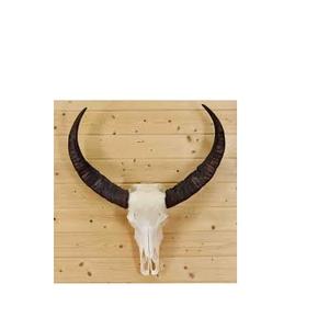 Bocina decorativa para dormitorio, cuerno blanco natural con pulido y precio barato - Product Image 5